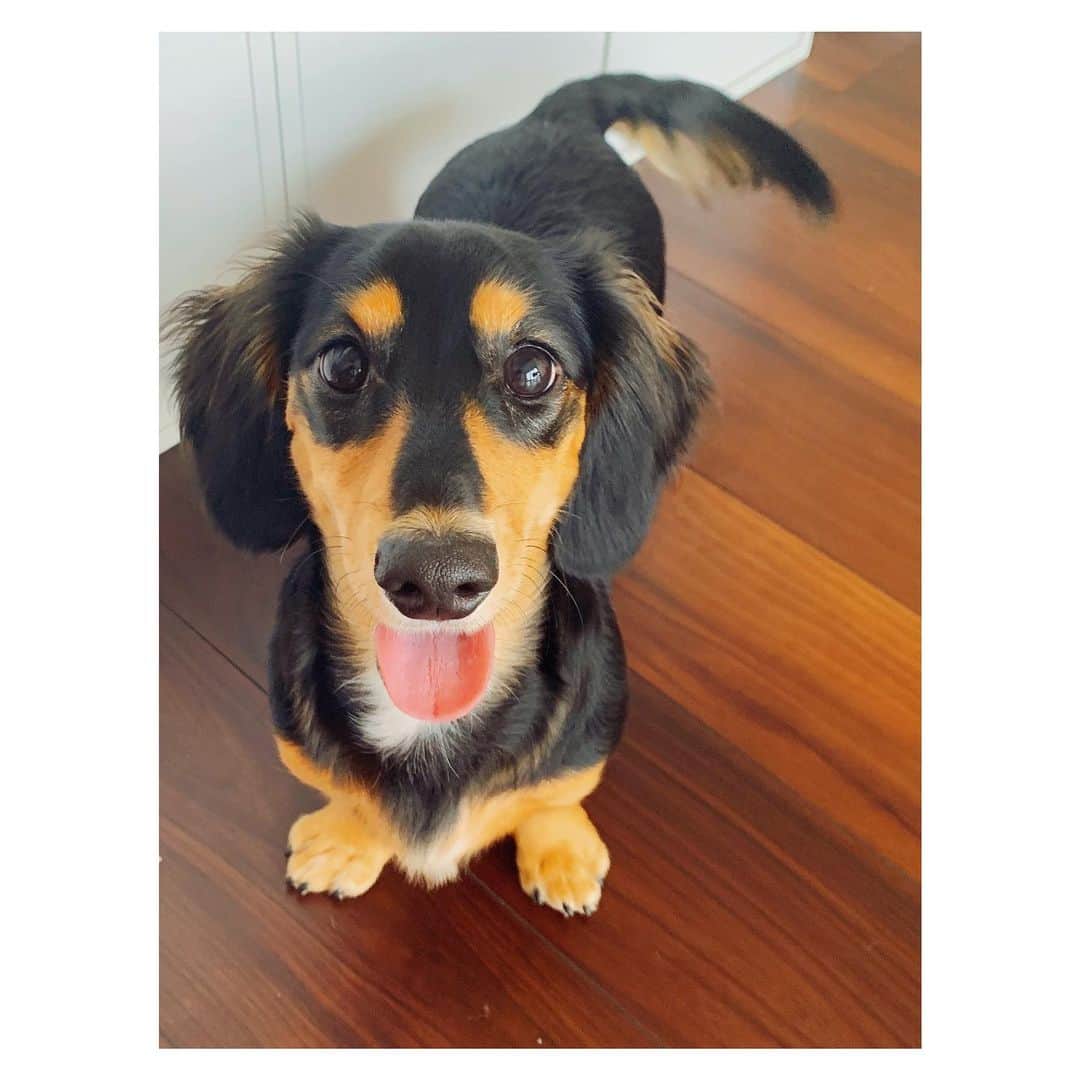 高原愛のインスタグラム：「最近、舌がおさまらないモモたんです🍑🐕 #doglove#ilovemydog#ilovemydogfans#sausagedog#dog#dogsofinstagram#dogstagram#dogs_of_instagram#puppy #ミニチュアダックスフンド#パピー#ダックス#いぬのきもち#いぬのいる暮らし#極太#前足#モモ🍑🐕#🐶#❤️」