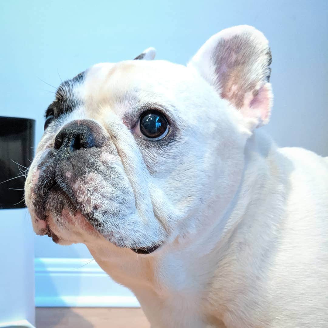 Manny The Frenchieのインスタグラム：「I can see the weekend coming and it is glorious. 😀」