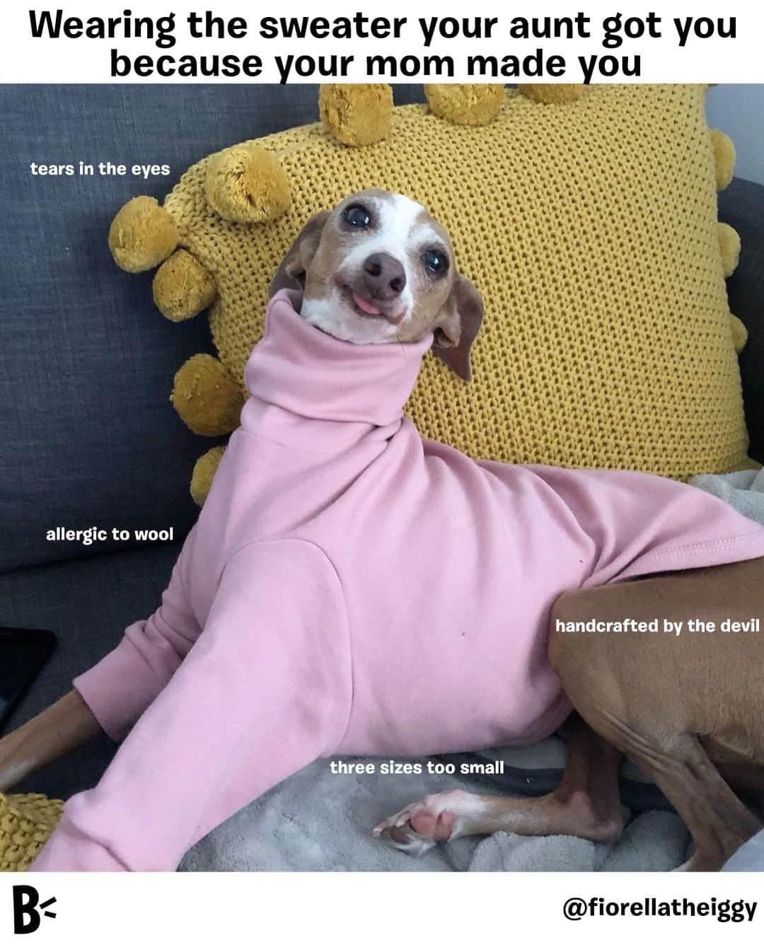 BarkBoxさんのインスタグラム写真 - (BarkBoxInstagram)「mom: "your aunt is coming over, put on that sweater she got you."⁠ ⁠ me: "I'm 32."⁠ ⁠ mom: "That's no excuse to be rude."⁠ ⁠ @fiorellatheiggy」9月6日 8時00分 - barkbox