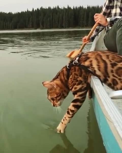 WildLifeのインスタグラム：「@sukiicat hoping to catch her dinner 🐟 Video by @enchanted.forest」