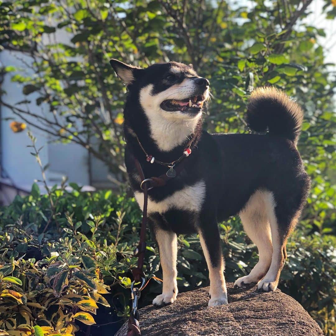 vo_coのインスタグラム：「🐾 今朝のこた散歩の出来事 「クララが…クララが立った…！」byハイジ的な感じでこたつさんのう◯こ💩が立ったことをご報告します ほんと写真付きで見せびらかしたいくらい立派に立ったんだから！ * #💩柱が立った #クララにあやまれ #shibastagram #instashiba #shiba #shibainu #黒柴 #柴犬」