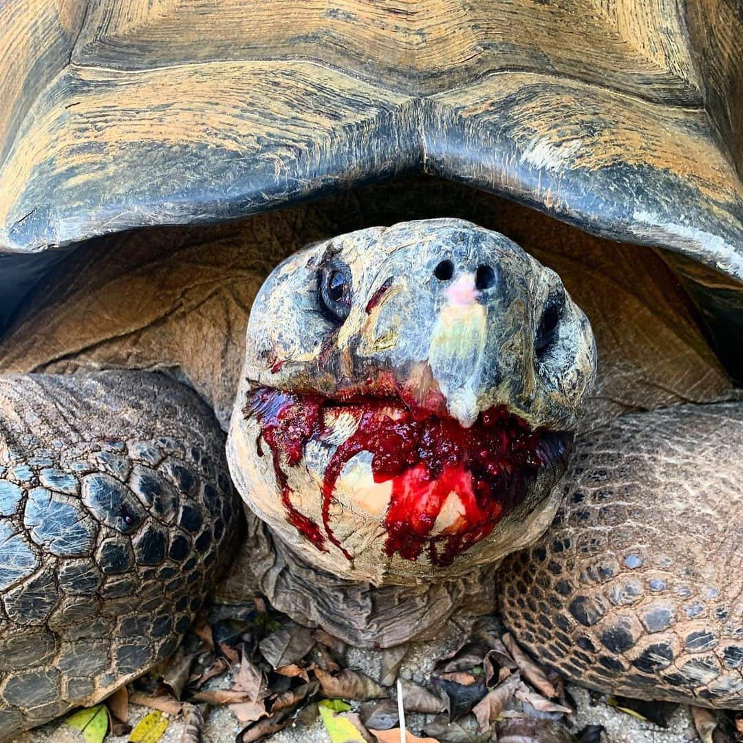 San Diego Zooさんのインスタグラム写真 - (San Diego ZooInstagram)「We spent our morning with a real TV shellebrity, Jaws the Galapagos tortoise. 🤩 Check out our Live to see how he’s been doing since his Animal Planet debut.  #thezoosd #shellebritytortoise #Jawsome #sandiegozoo Special shout-out to Jaws' keeper, Danielle, for this colorful post-cactus portrait!」9月6日 8時43分 - sandiegozoo