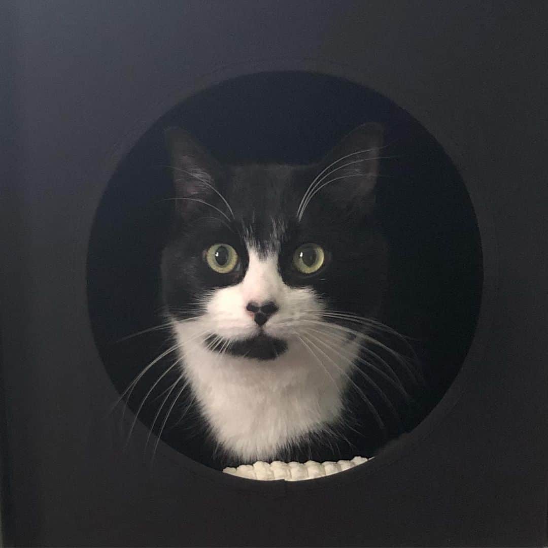 Tuxedo Cat Brosのインスタグラム：「Jackalope in his new favorite spot. 📦」