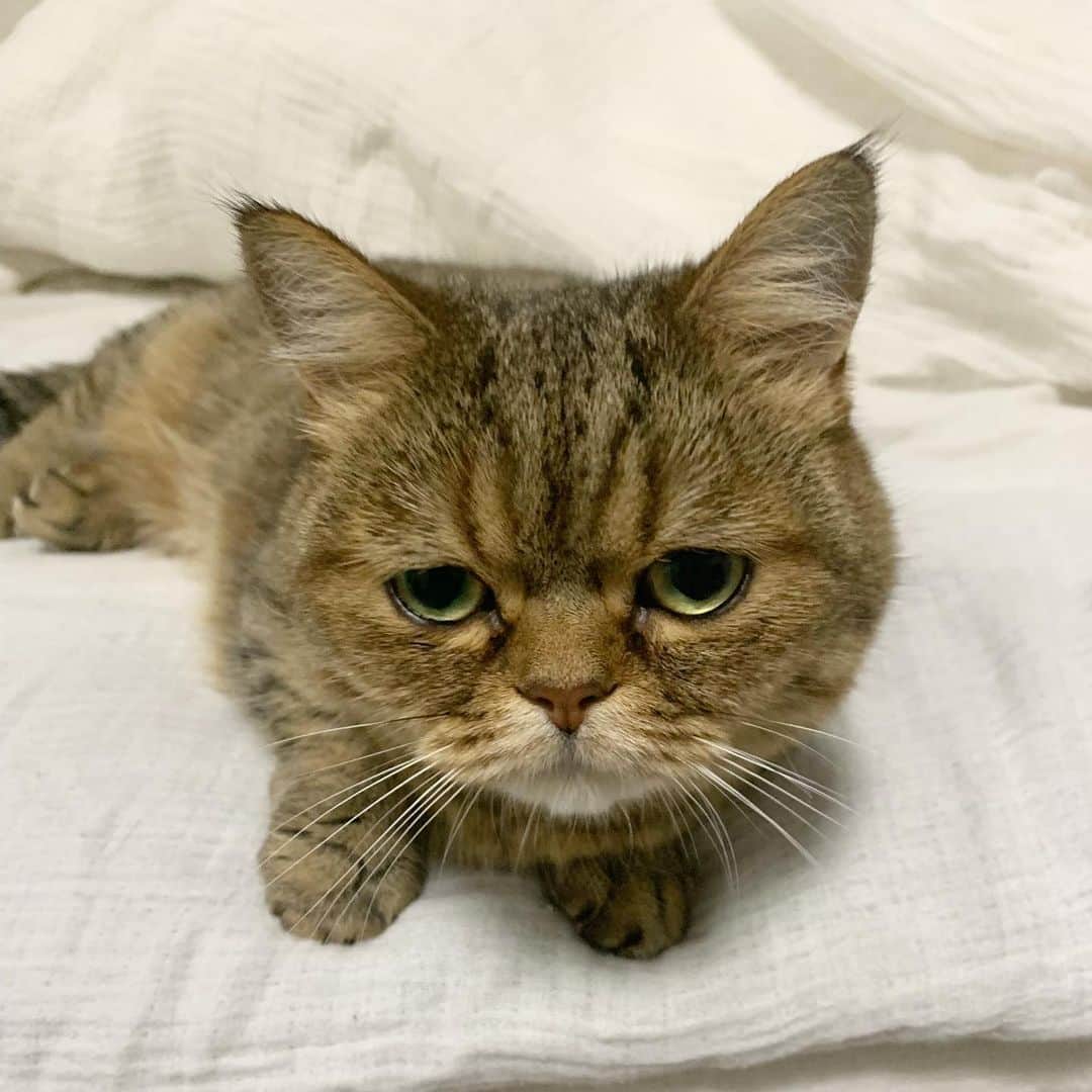 のインスタグラム：「きのうずっと一緒にゴロゴロしていて わたしが一抜けした時のルナの顔。 ねむそう。😂 #猫との暮らし #ルナとの暮らし」