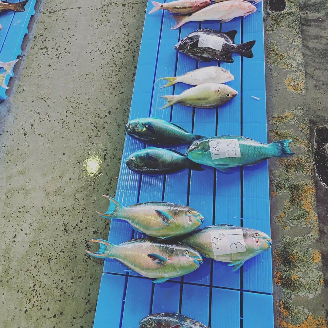 ONE SUITE Hotel & Resort（公式）さんのインスタグラム写真 - (ONE SUITE Hotel & Resort（公式）Instagram)「おはようございます🌞 エルロタです 沖縄は台風の影響も治まってきました👌  名護漁港のお魚さん達🐟 沖縄の魚介類は個性的で、見てて楽しいですねー😆 今日も新鮮なお魚仕入れてお待ちしております👨‍🍳 #okinawa#nakijin#cafe#restaurant#LLOTA#dinner#French#island_coffeestand#coffee#coffeelover#goodcoffee_okinawa#エルロタ#創作フレンチ#vinnaturel #スタッフ募集中 #ホールスタッフ募集 #キッチンスタッフ募集#自然派ワイン#バリスタ募集 #未経験OK#今帰仁#今帰仁村#古宇利島#おさかな #名護漁港 #個性派揃い」9月6日 9時34分 - onesuite_llota_kouri