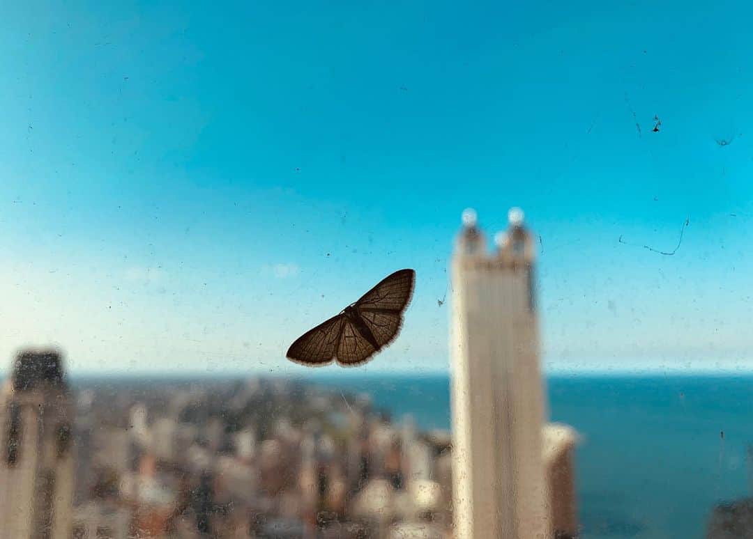 ジャーダン・ミラーのインスタグラム：「waiting for the tide of wind  where there is no other option  than to catch flight again. 🦋」