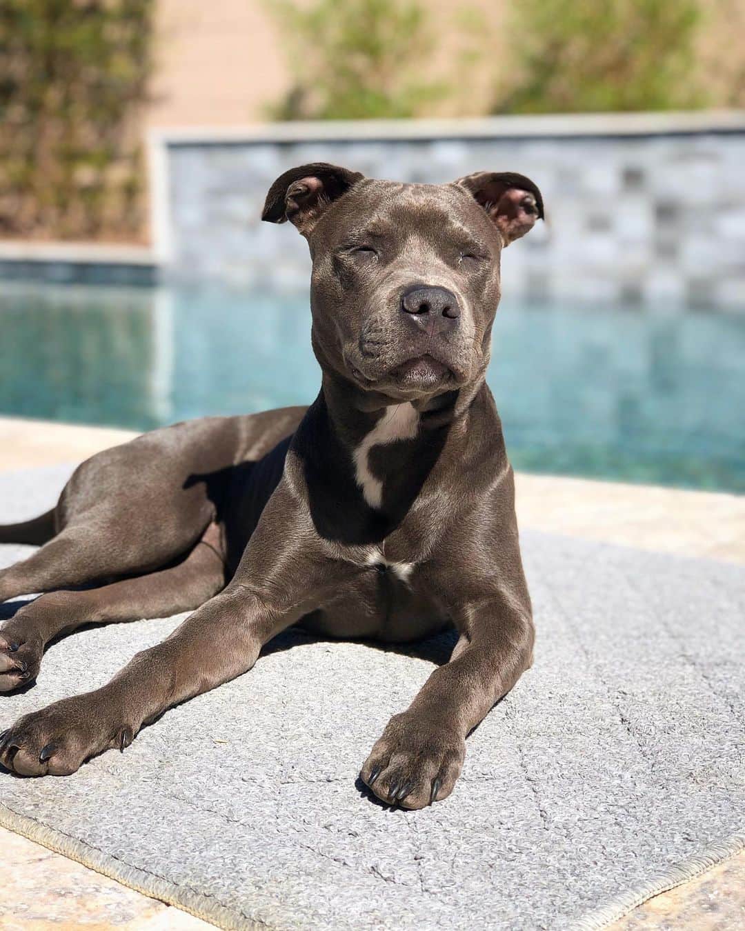 マニーのインスタグラム：「Meet, Indigo 🐶 @indigodoggo」