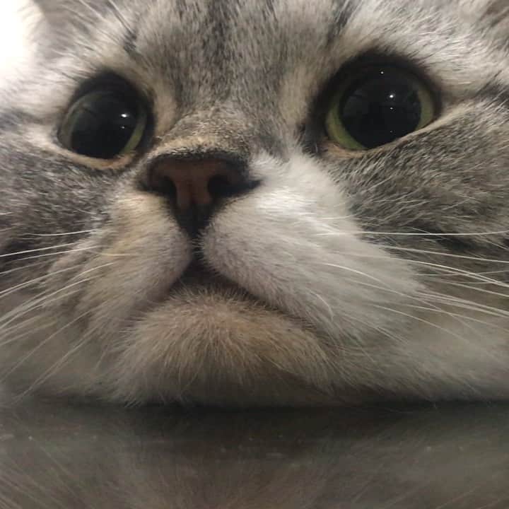 KATSUOのインスタグラム：「スンスン動画 . #cat #catsofinstagram #catstagram #instacat #cutecat #katsuo」