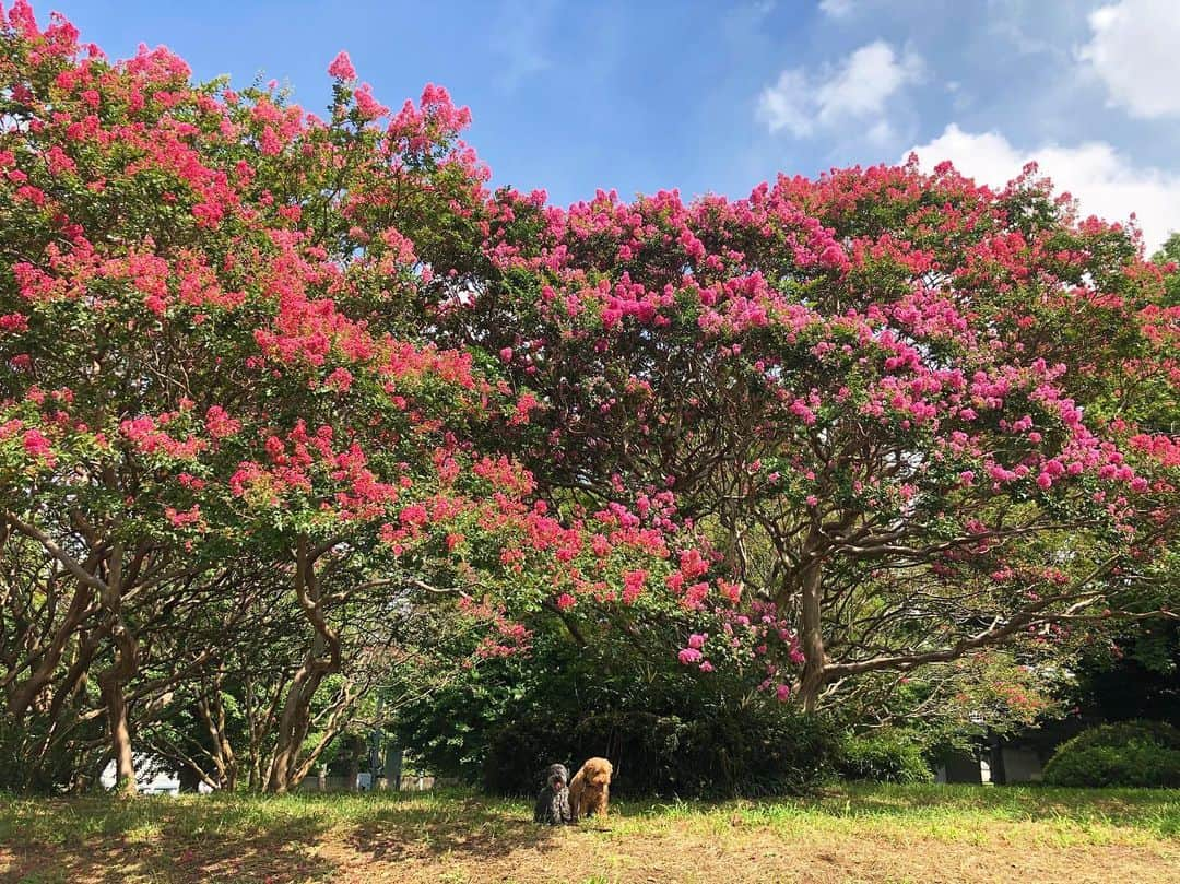 masakiさんのインスタグラム写真 - (masakiInstagram)「Fri.6 Sep.2019 はれ ピンク色の百日紅♡ 今日は暑いぞー  #百日紅#さるすべり」9月6日 10時47分 - mogurapicassowols