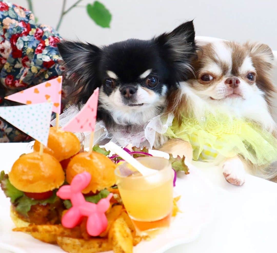 kayoのインスタグラム：「* * 今日のランチは ハンバーガー😋🍔🍔🍔🍟 * * Melon🍔Lychee * * #chihuahua#chihuahualove#dogstgram#dog#instadog#チワワ#チワワ大好き * *」