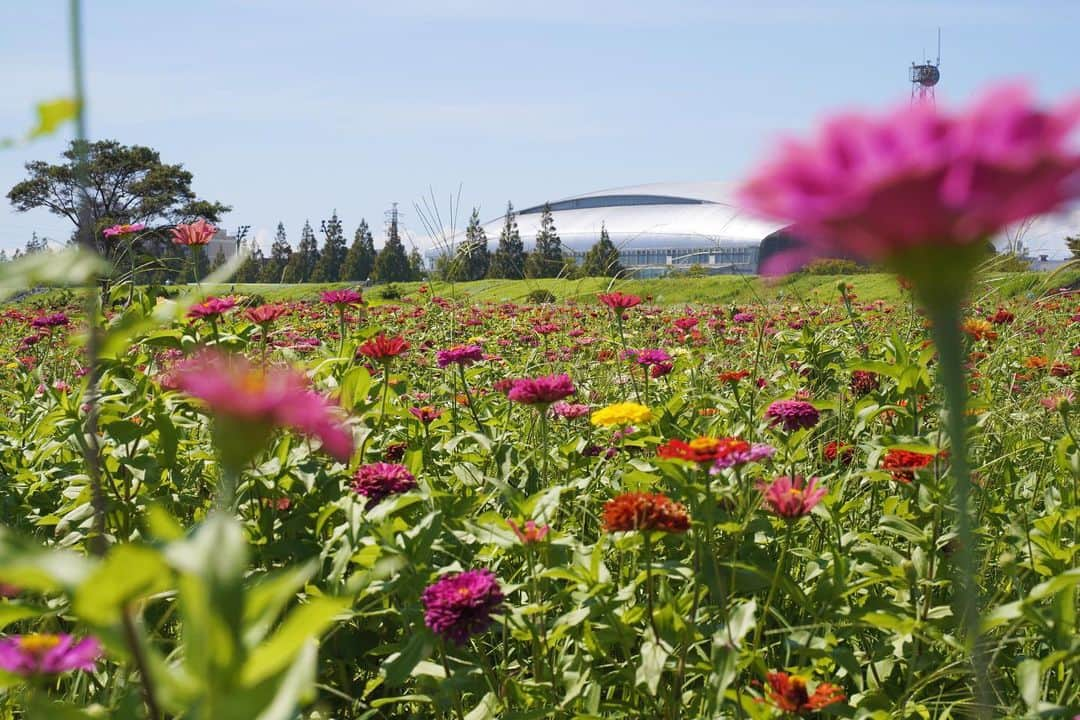 平塚市さんのインスタグラム写真 - (平塚市Instagram)「* 馬入のお花畑で ジニアをパシャリ。 花言葉は「不在の友を思う」 …この週末は旧友に 会いに行こうかなぁ。 みなさま、よい週末を！ **************** #手をつなぎたくなる街 #hiratsukagood #hiratsuka#平塚 #shonan#湘南 #kanagawaphotoclub #馬入#お花畑 #馬入のお花畑 #イシックス馬入のお花畑 #ジニア#百日草 #ヒャクニチソウ #季節の花#花言葉 #はなすたぐらむ #はなまっぷ#ザ花部 #週末の過ごし方 #日々#暮らし #instagramjapan#igersjp」9月6日 17時00分 - hiratsukagood