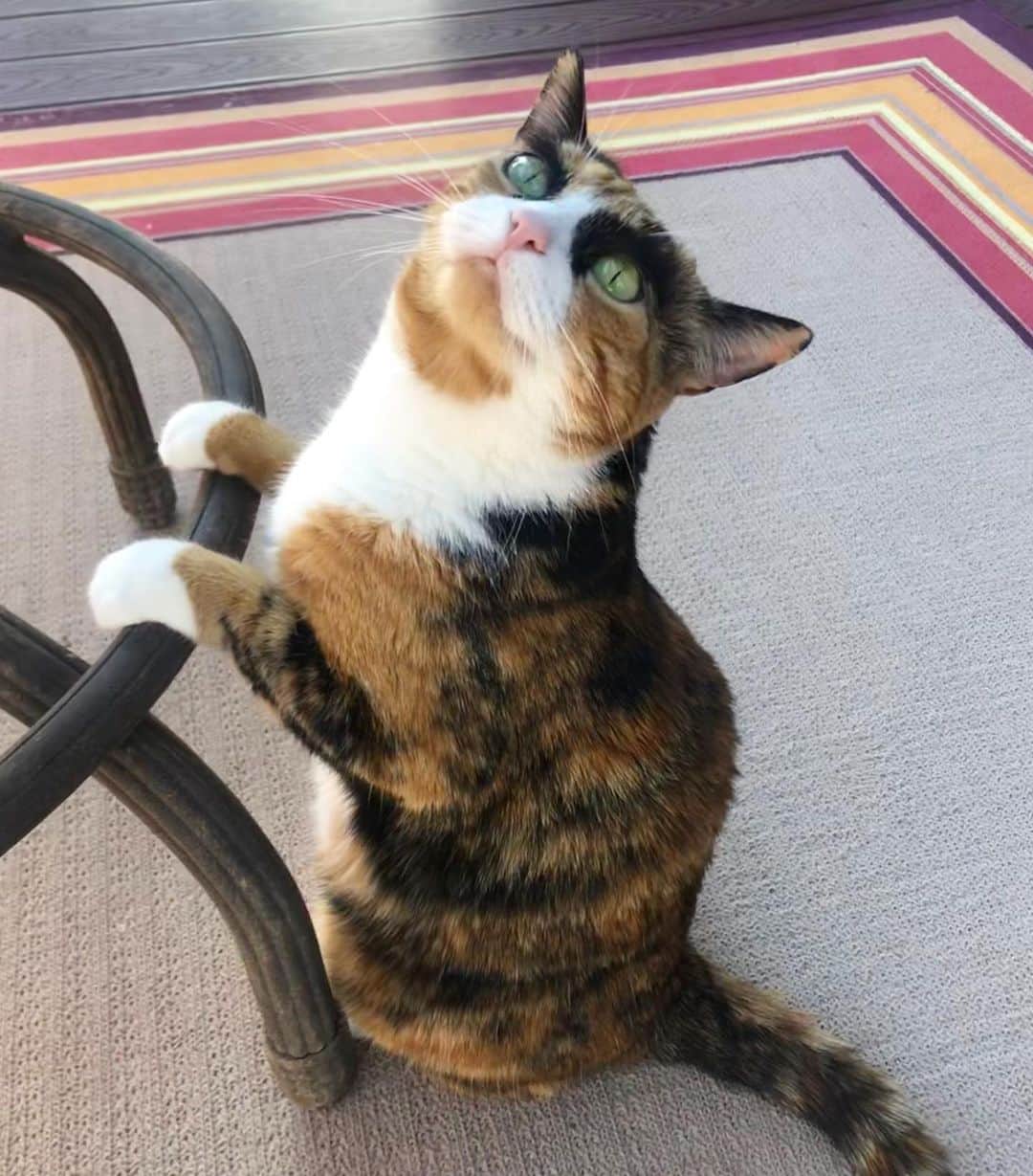 リリーのインスタグラム：「Working on a new model pose 😽」