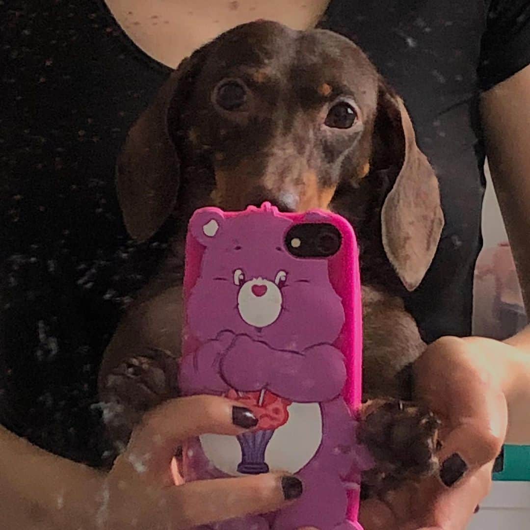 solsolさんのインスタグラム写真 - (solsolInstagram)「강아지 거울셀카 시초📱💜🧸 (시선처리 쥑인다,,멋져) #selfie #mirrorselfie」9月6日 12時03分 - solwlyy