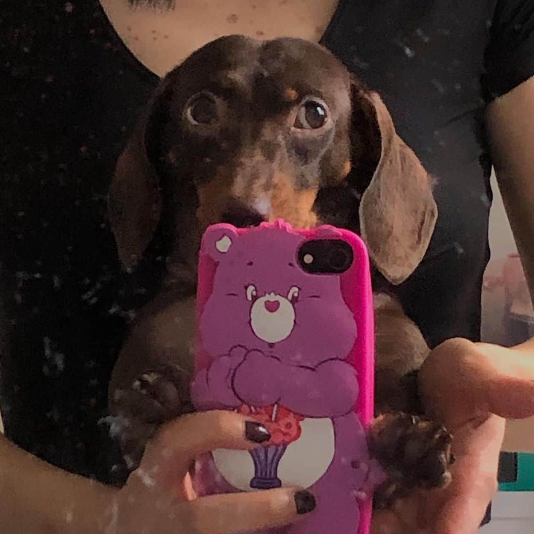 solsolさんのインスタグラム写真 - (solsolInstagram)「강아지 거울셀카 시초📱💜🧸 (시선처리 쥑인다,,멋져) #selfie #mirrorselfie」9月6日 12時03分 - solwlyy