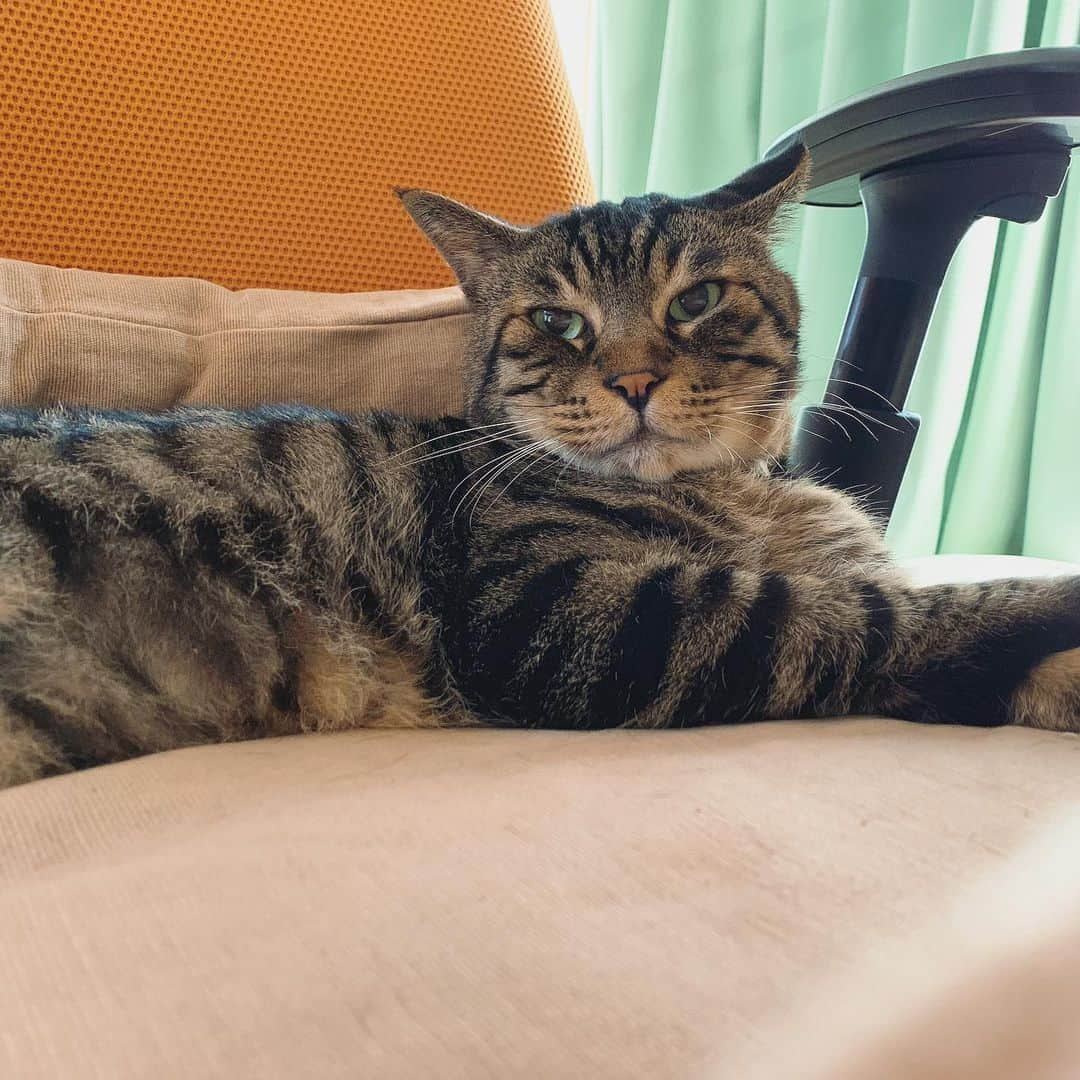 Musashiさんのインスタグラム写真 - (MusashiInstagram)「おはムサシ！ 目覚めスッキリ。Good morning! #musashi #mck #cat #キジトラ #ムサシさん #musashi_the_cat #ねこすたぐらむ」9月6日 13時20分 - _daisy