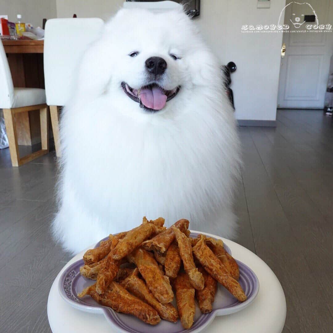Alex Toさんのインスタグラム写真 - (Alex ToInstagram)「健康自家製狗狗零食，風乾花膠筒釀雜菜雞肉。😋😋😋 Super yummy and healthy homemade snack, air-dried swim bladder with chicken and vegetables stuff.  #cute #dog #doglover #dogsofinstagram #dogoftheday #dogofthedayjp #dogstagram #fluffy #hkig #hongkong #ilovemydog #instadog #instagood #instamood #instagraphy #instapic #samoyedoninstagram #pet #petlovers #petsofinstagram #petstagram #photooftheday #puppy #pupsofinstagram #samoyed #samoyedsofinstagram #webstagram #犬 #サモエド」9月6日 13時26分 - alexto