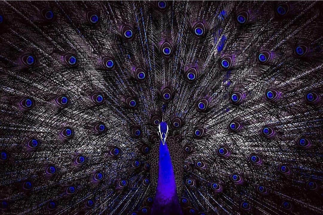 Canon Asiaのインスタグラム：「“I always wanted to capture an Indian peacock spreading its feathers but I never managed to get the shot with a proper angle all the time. This is when I captured it with perfect frame.” . Symmetrical compositions are all around us, as in the case of the bilaterally symmetrical Indian peacock. The order and harmony of symmetry make them especially satisfying 😌 for the human eyes and is a widely used composition technique in photography. . 📷 Image by @tapansheth on Instagram shot using the Canon EOS-1D X Mark II | Canon EF 500mm f/4L IS II USM | f/11 | 1/600s | ISO 400 | 500mm  Share your interesting photography stories with us on My Canon Story and stand a chance to be featured too! https://snapshot.canon-asia.com/en/mystory  #canonasia #photography #india #peacock #symmetry #blue #naturephotography #wildlife #igindia #animals」