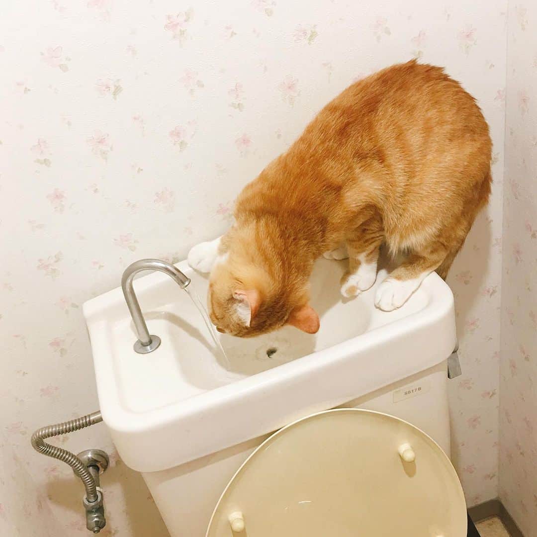 のインスタグラム：「毎度トイレ好きの猫です #kurohakuchai #tabby #orangetabby #cat #猫 #茶トラ #トイレチャイ」