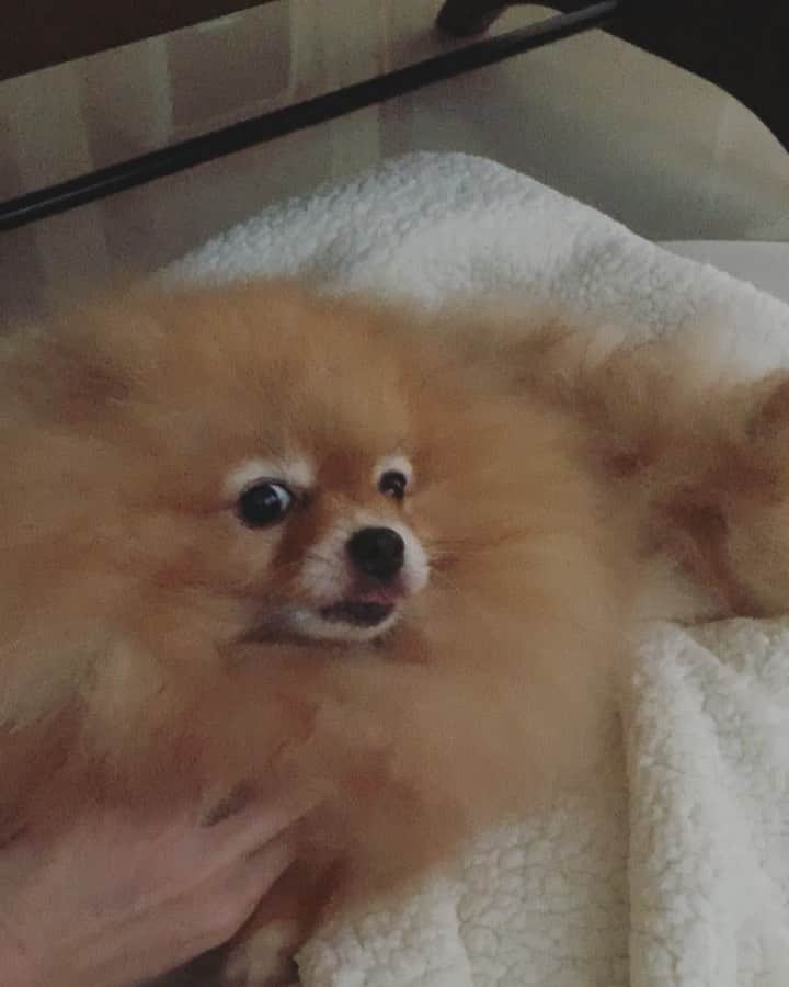 r_oseのインスタグラム：「S a t i s f i e d 🦁〰️ #spoiled」