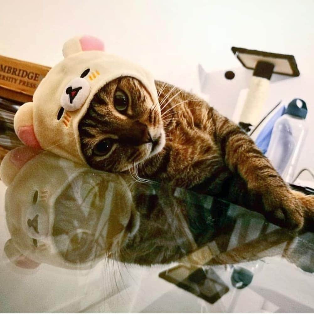 Rilakkuma US（リラックマ）さんのインスタグラム写真 - (Rilakkuma US（リラックマ）Instagram)「"Whatcha thinking about?" "Hmm. Just Rilakkuma things 😻" . Pic by @keludeal! . . . #rilakkumaus #rilakkum #sanx #kawaii #cathat #catsofinstagram #kitty #リラックマ #サンエックス」9月7日 0時50分 - rilakkumaus