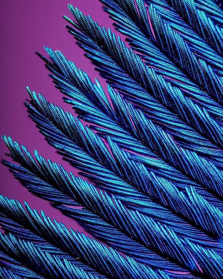 NikonUSAさんのインスタグラム写真 - (NikonUSAInstagram)「From #NikonAmbassador @joeyterrill: “Feathers make glorious macro subjects, and this peacock crown feather is a fine example. The feathers have a sheen to them that’s almost metallic, so it made sense to use a larger light source to give the shiny surface something to reflect. A second source provided some fill for the shadows, while a third produced the complimentary color behind the feather. (Source size is always described relative to the subject, and in this case, the source was only 6 inches in size—three times the size of the two inch feather)I also employed focus stacking to create more depth of focus. 78 images were captured and blended to create the final image.⠀ ⠀ Focus stacking is a process of capturing a series of images all focused on a different part of the frame and then merging them together to create an image that is precisely sharp over a given area—in this case, part of the spool of thread. This is very different from the concept of depth of field because rather than the PERCEIVED focus you obtain with depth of field, focus stacking delivers ACTUAL focus. (As an aside, even the smallest f/stop on any lens would not deliver anywhere near the depth of focus obtainable with focus stacking. Some cameras—like the Z-Series or the D850—can capture the stack of images automatically!⠀ ⠀ For the next several months, I plan to light and photograph small things and capture the same subject at different magnifications—10x, 5x, and 1X, or life-size. Hopefully, each image will stand on its own as an interesting photograph. But as a group, perhaps they will reveal what can be seen when we look just a little closer.⠀ ⠀ Nikon Z7 | F-Mount Adapter FTZ | Mitutoyo M Plan Apo 10X / 0.28 Objective | 5750K White Balance | RAW Capture | ISO 31 | 1/160 @ f/1.62 | @NikonUSA #nikonnofilter #NikonLove #nikonambassador #photo #photoshoot #photography #photographer #abstract #photooftheday #color #colorphotography #light #studiolighting #macro #macrophotography #lookcloser #feather #bird #10x5x1x #MirrorlessReinvented #CaptureTomorrow #NikonZ7”」9月7日 0時44分 - nikonusa