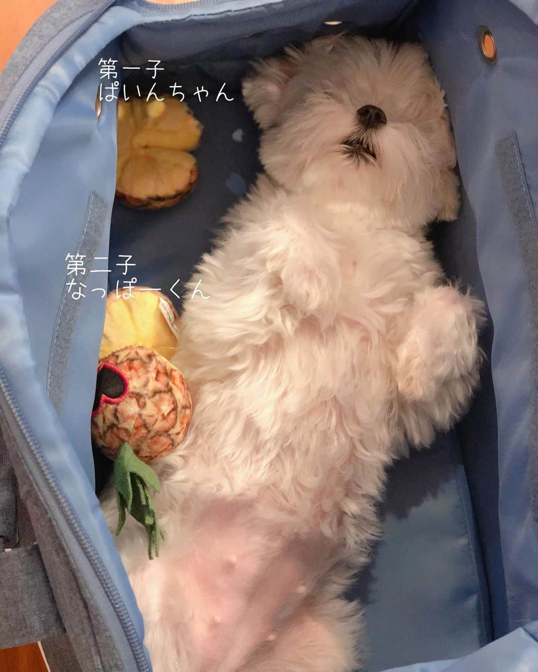 おかゆ & おもちさんのインスタグラム写真 - (おかゆ & おもちInstagram)「...🐶💕👶🏻..・.🍍🍍 . . もっちに、早くも第二子が生まれました😳💕 . なぜか、またまたパイナップル🍍のオモチャ😆なぜいつもパイナップルが生まれる(選ばれる)のかは、謎です⁇🤔😂 . 名前は「なっぽー」くん🍍✨ 昨日いただいたコメントに可愛いお名前があったので、そのままいただいちゃいました☺️ . . お留守番中もしっかり子育てしてるみたいで、Furboから声をかけても出てこない💦 で、ボーロを飛ばしてみたら...、すぐ出てきた〜〜😅🤣 食欲あって、良かった🥰 . . ということで、おもちナースは、しばしお暇いただきます💕💕 育休中は、おかゆドクターひとりで頑張りま〜〜す👨🏻‍⚕️💨 . . . ❤︎ .  #maltese #malteseofinstagram #malteselovers #happydog #dogsmile #doglove #doglover #doglife #dogsofinstagram #dogstagram #instadog #lovedogs #ilovemydog #cutedog #dogoftheday #멍스타그램 #애견 #말티즈 . #okayusan #マルチーズ #エブリドッグ #犬バカ部 #癒しわんこ #愛犬 #大好き #pecoいぬ部 #いぬすた #わんこは家族 #擬似子育て #育休中」9月7日 0時49分 - okayuchan0421