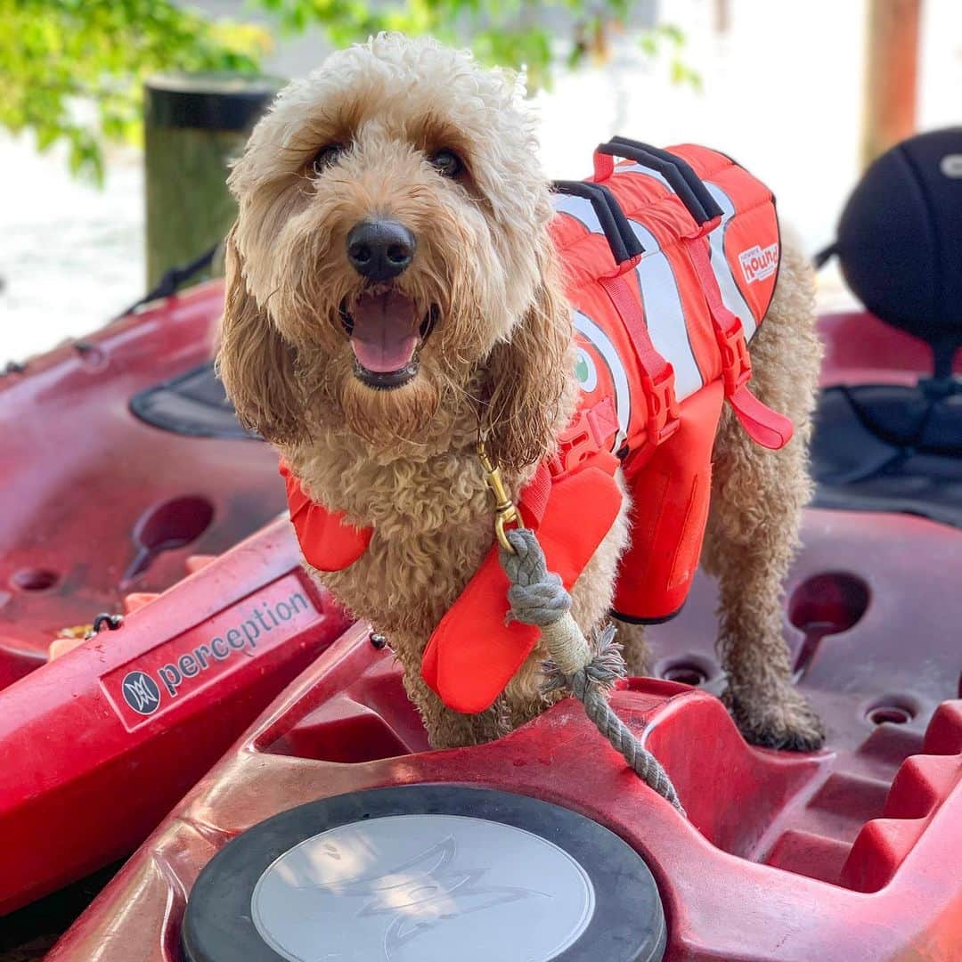 DogsOf Instagramのインスタグラム：「STORY TAKEOVER! “A look into stand-pup paddle boarding 🏄🏽‍♂️🏄🏽‍♀️” writes @minidoodlebentley | Tap our Stories to watch the adventure as Bentley and 15 other pups paddle board with their humans! #dogsofinstagram」