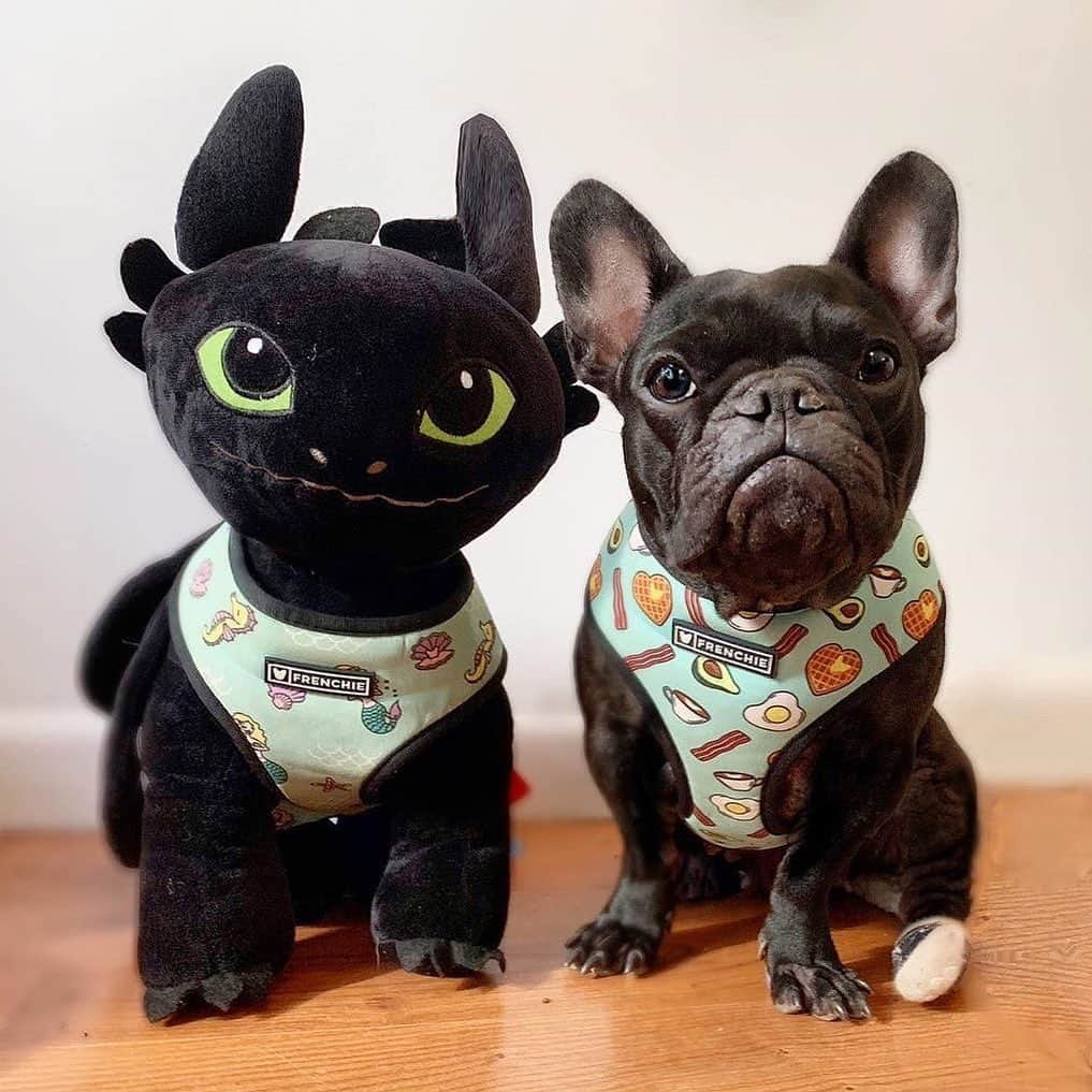 Regeneratti&Oliveira Kennelさんのインスタグラム写真 - (Regeneratti&Oliveira KennelInstagram)「Parents got me a sibling...we must be related because look at those ears 🤣 @missdonatellathefrenchie . . The @frenchie_bulldog  Duo Reversible Harness is interchangeable between two fun, fashionable printed sides, giving you two harnesses in one! In just seconds you can switch between a printed neoprene fabric harness and a printed mesh harness. Head over to the website to check out our collections! www.frenchiebulldog.com . . #frenchiepetsupply #frenchiesofinsta #pugsofinsta #frenchbulldog #frenchiesofinstagram #pug #frenchies #reversibleharness #frenchiehoodie #thedodo #frenchieharness #dogclothes #dogharness #frenchiegram #dogsbeingbasic #frenchieoftheday #instafrenchie #bulldogs #dogstagram #frenchievideo #cutepetclub #bestwoof #frenchies1 #ruffpost #bostonterrier #bostonsofig #animalonearth #dog #dogs」9月7日 1時16分 - jmarcoz