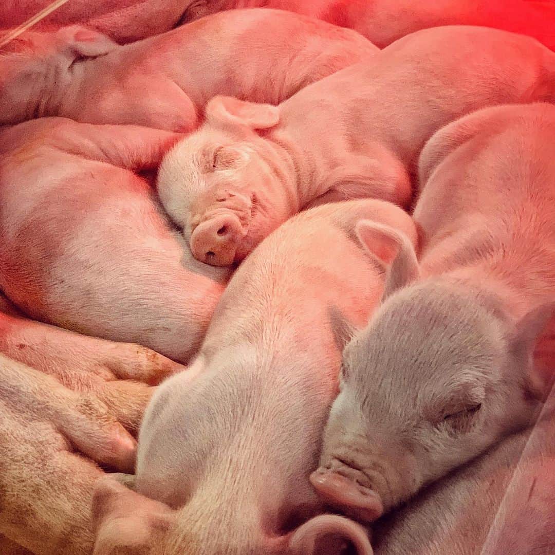 National Geographic Creativeさんのインスタグラム写真 - (National Geographic CreativeInstagram)「What's your favorite photo? Check out what caught our eye in this week's selection of #WhatWeLiked from the Image Collection editors | #Piglets by @dguttenfelder | #Bees by @gabbyrsalazar | #Feather by @jimrichardsonng | #Lions by @ladzinski」9月7日 1時12分 - natgeointhefield