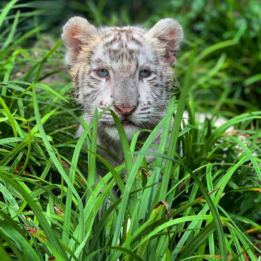 Zoological Wildlife Foundationさんのインスタグラム写真 - (Zoological Wildlife FoundationInstagram)「Baby Samudra showing off her majestic stare!😍🐾🐯 #whitetiger #tiger #cub #endangeredspecies #conservation #zwfmiami #zwf」9月7日 1時58分 - zwfmiami