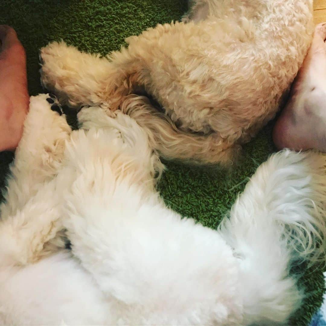 北山陽一のインスタグラム：「足くっつけてぐっすり。おやすみなさい。#きたやまおもち #きたやまおかき」