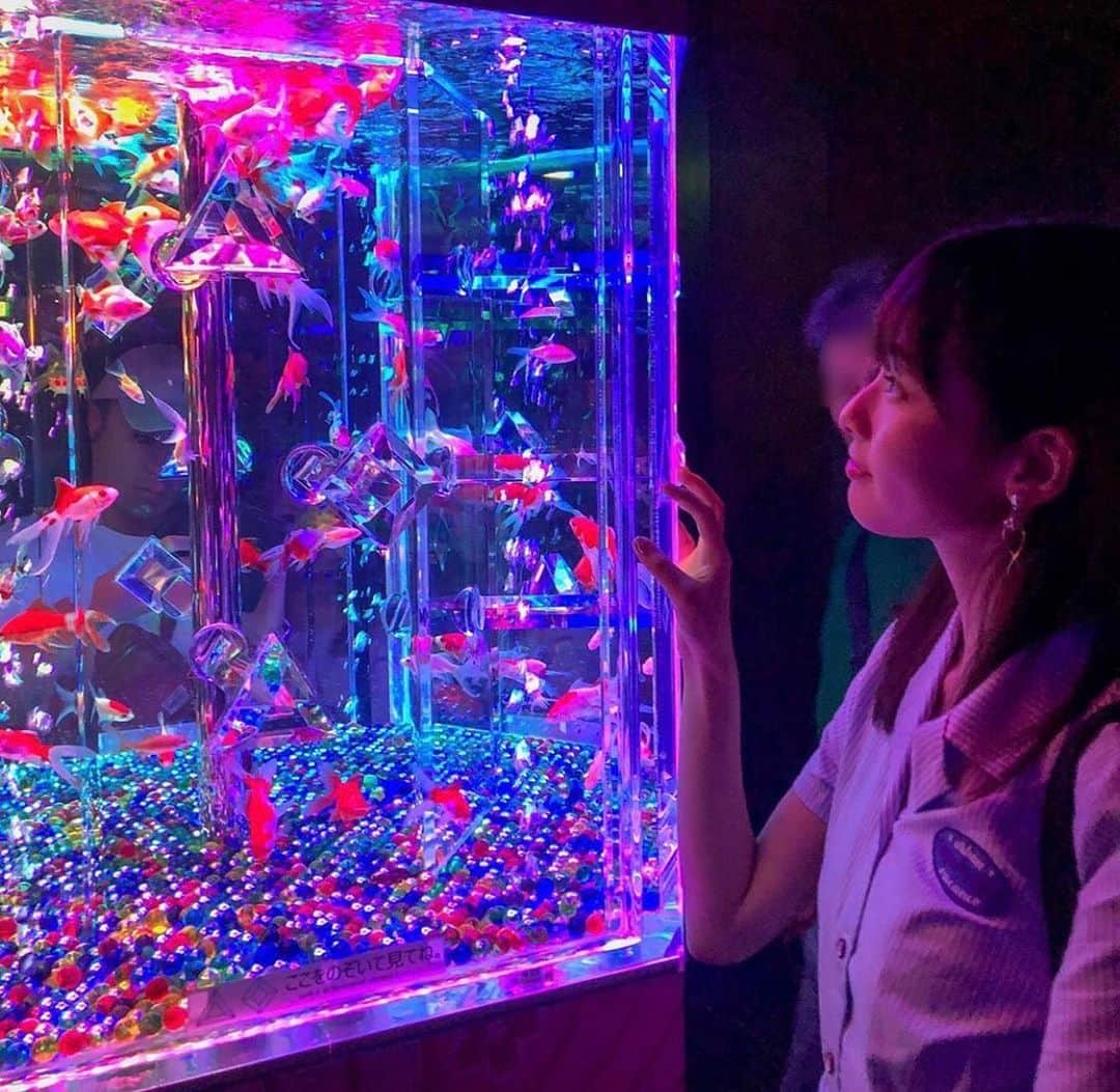 AKB48 Officialさんのインスタグラム写真 - (AKB48 OfficialInstagram)「❤️🐠❤️﻿ #AKB48  #AKB48official ﻿ #浅井七海 #NanamiAsai #アートアクアリウム #日本橋三井ホール #金魚 #江戸 #Goldfish #amazing #aquascape #followus  #aquarium #aquariums #pond #koi ﻿ #金魚の宝石箱💕」9月6日 17時19分 - akb48