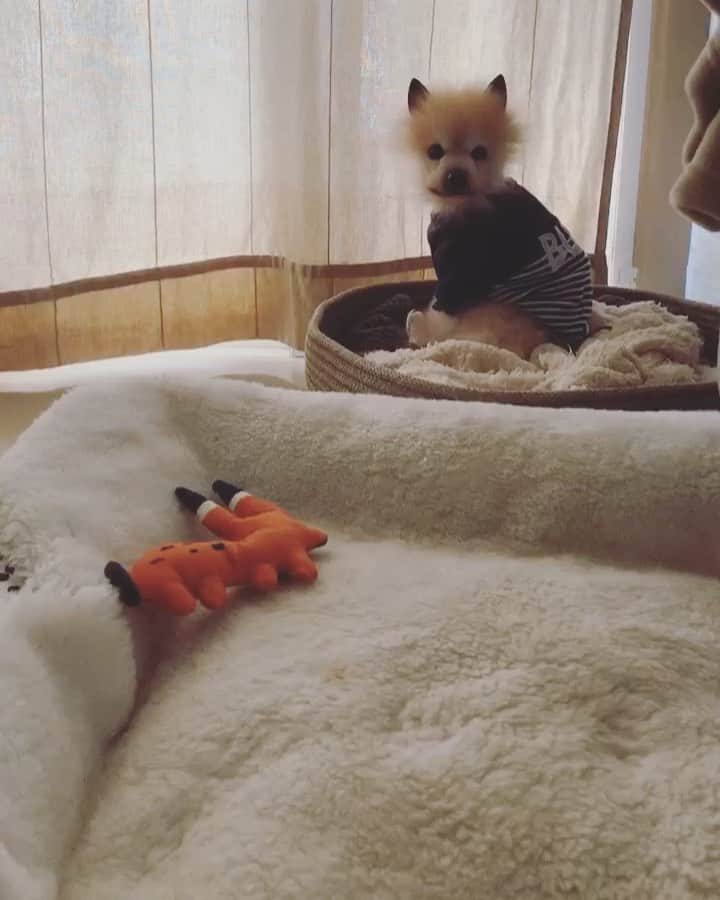 r_oseのインスタグラム：「He keeps coming closer and closer🐰〰️」