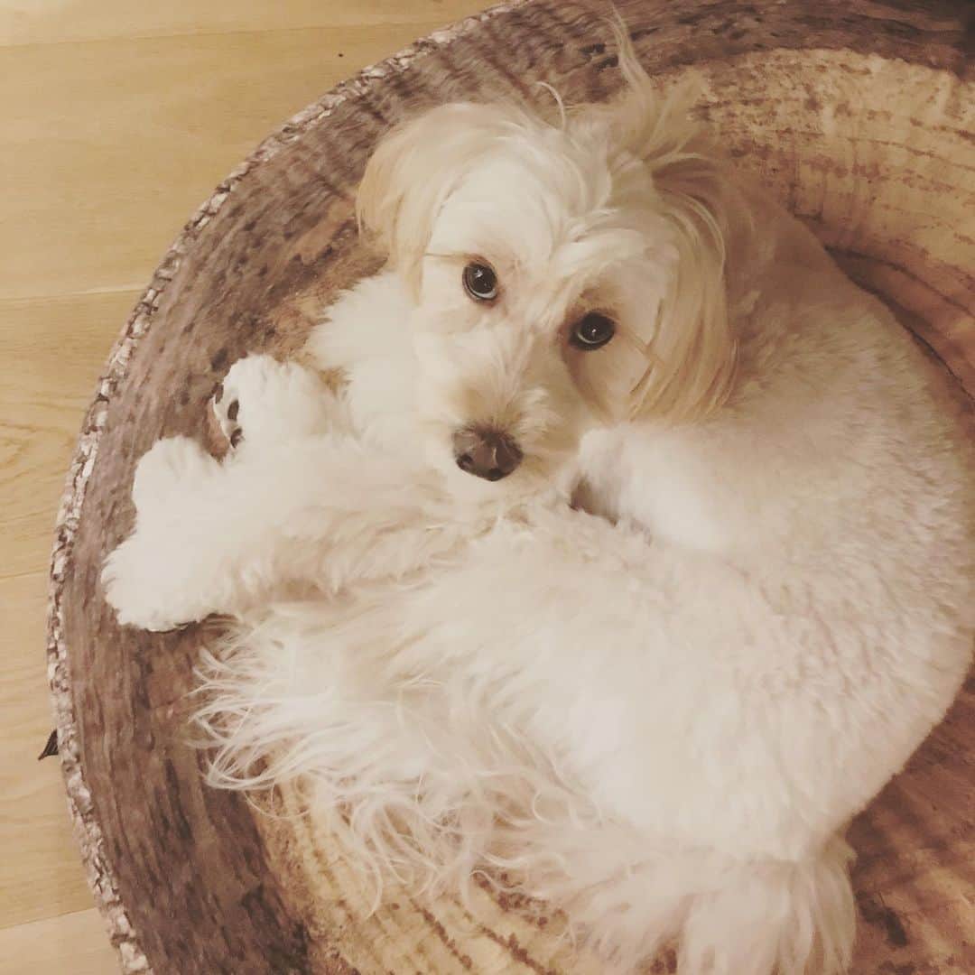 北山陽一のインスタグラム：「刈りすぎた #きたやまおもち」