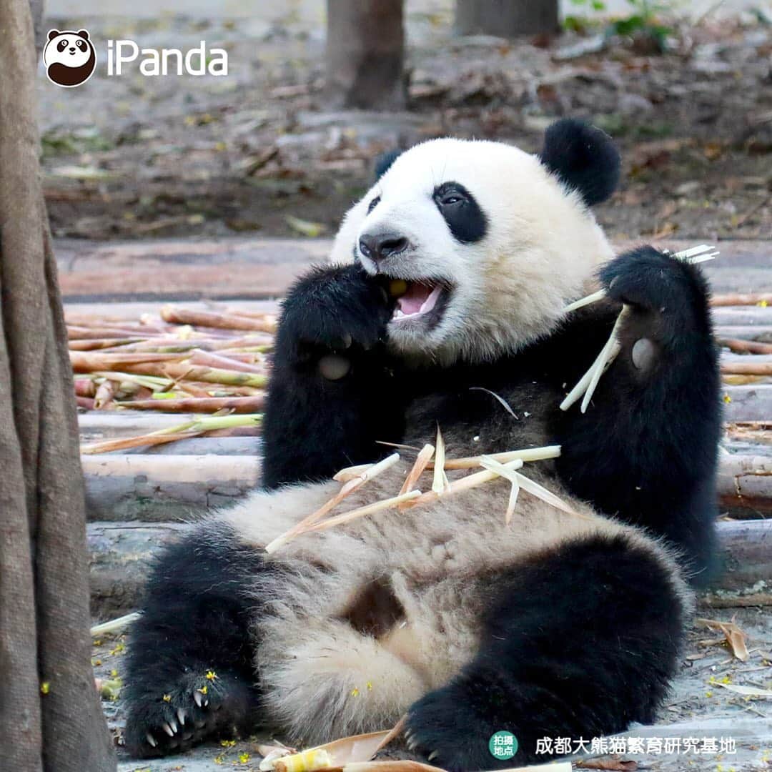 iPandaさんのインスタグラム写真 - (iPandaInstagram)「Hello buddy, please stop acting cute, otherwise, I'll steal you right now. (Jin Yu) 🐼 🐾 🐾 #panda#ipanda#animal#pet#adorable#China#travel#pandababy#cute#photooftheday#Sichuan#cutepanda#animalphotography#cuteness#cutenessoverload #giantpanda」9月6日 17時44分 - ipandachannel