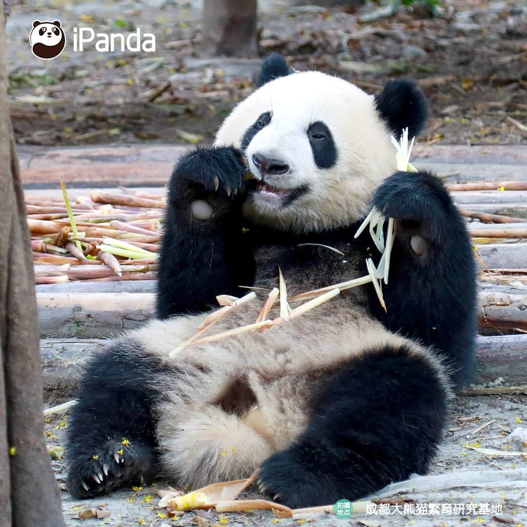 iPandaさんのインスタグラム写真 - (iPandaInstagram)「Hello buddy, please stop acting cute, otherwise, I'll steal you right now. (Jin Yu) 🐼 🐾 🐾 #panda#ipanda#animal#pet#adorable#China#travel#pandababy#cute#photooftheday#Sichuan#cutepanda#animalphotography#cuteness#cutenessoverload #giantpanda」9月6日 17時44分 - ipandachannel