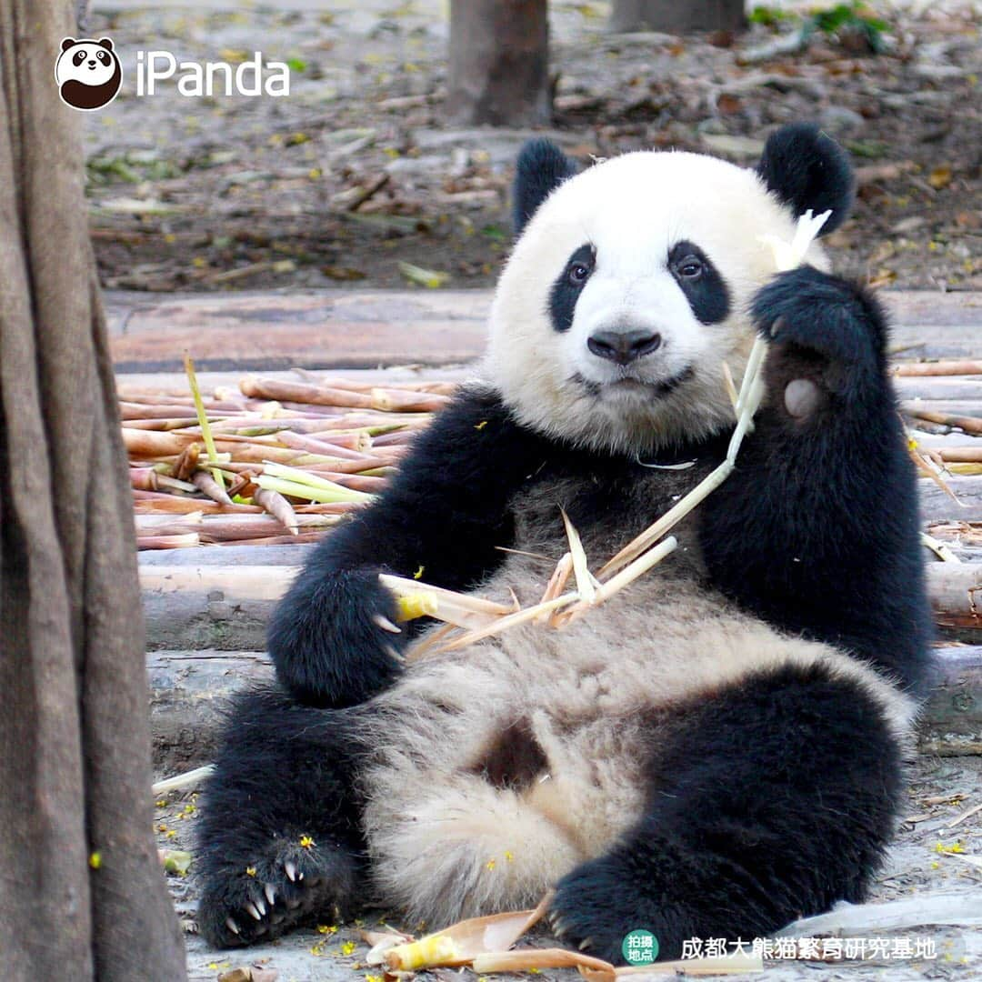 iPandaさんのインスタグラム写真 - (iPandaInstagram)「Hello buddy, please stop acting cute, otherwise, I'll steal you right now. (Jin Yu) 🐼 🐾 🐾 #panda#ipanda#animal#pet#adorable#China#travel#pandababy#cute#photooftheday#Sichuan#cutepanda#animalphotography#cuteness#cutenessoverload #giantpanda」9月6日 17時44分 - ipandachannel