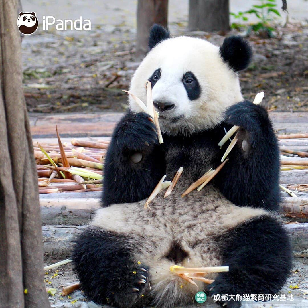 iPandaさんのインスタグラム写真 - (iPandaInstagram)「Hello buddy, please stop acting cute, otherwise, I'll steal you right now. (Jin Yu) 🐼 🐾 🐾 #panda#ipanda#animal#pet#adorable#China#travel#pandababy#cute#photooftheday#Sichuan#cutepanda#animalphotography#cuteness#cutenessoverload #giantpanda」9月6日 17時44分 - ipandachannel