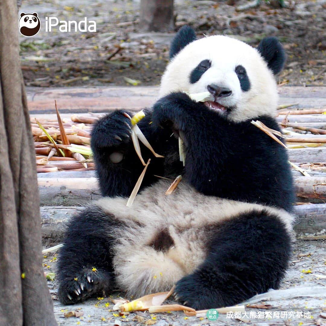 iPandaさんのインスタグラム写真 - (iPandaInstagram)「Hello buddy, please stop acting cute, otherwise, I'll steal you right now. (Jin Yu) 🐼 🐾 🐾 #panda#ipanda#animal#pet#adorable#China#travel#pandababy#cute#photooftheday#Sichuan#cutepanda#animalphotography#cuteness#cutenessoverload #giantpanda」9月6日 17時44分 - ipandachannel