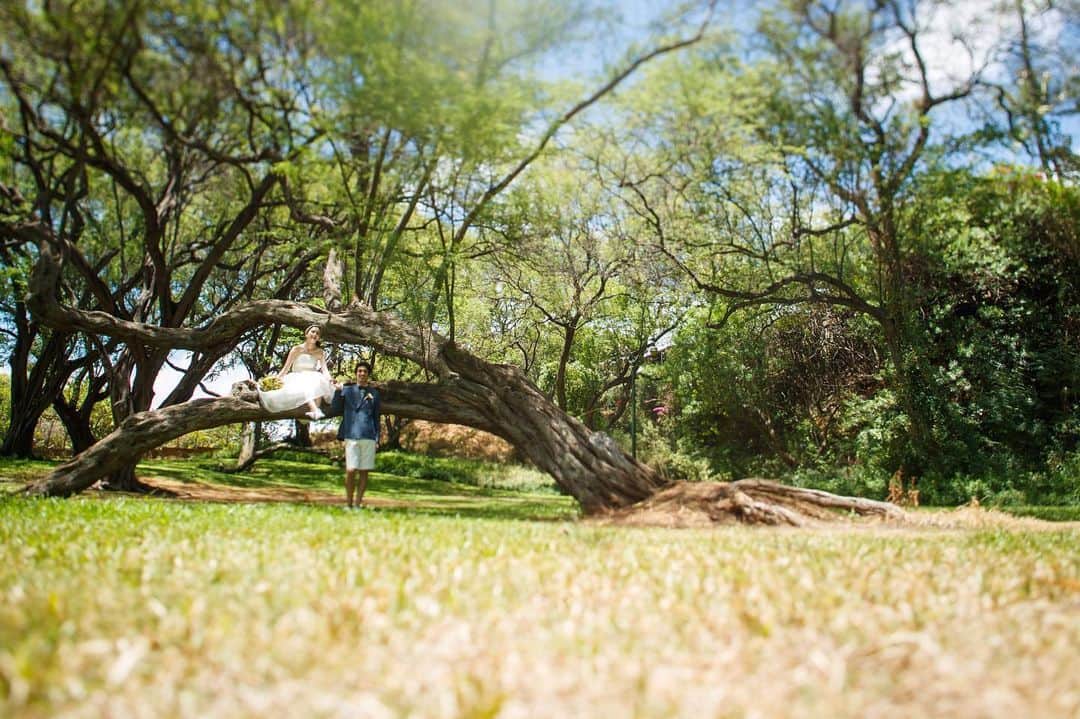 クチュールナオコウエディングさんのインスタグラム写真 - (クチュールナオコウエディングInstagram)「* * #ハワイ の大自然の空気を味わうことの出来る#カピオラニ公園 * * ハワイの恵みをたくさん受けた大きな木をバックに素敵な写真が撮れる#フォトスポット としても大人気です📸 * *  Area ： #ハワイ  location：#カピオラニ公園 * ＝＝＝＝＝＝＝＝＝＝ * * * * @couturenaoco_resortwedding 【#クチュールナオコウェディング】をつけてぜひ投稿&フォローしてくださいね♬ このアカウントでご紹介させていただきます💕 * * ・・・・・・・・・・・・・・・・ 🎀クチュールナオコウェディングとは ・・・・・・・・・・・・・・・・ . 「挙式日はいちばん素敵におしゃれをする日」をコンセプトにドレスショップならではの感性で、 ドレス・タキシードはもちろんのこと、挙式やパーティー、フォトなど おふたりのご希望に合わせたウエディングスタイルをトータルコーディネート👗 特別なその日を快適に迎えるためのお手伝いをいたします♡ * ・・・・・・・・・・・・・・・・ 🎀クチュールナオコが選ばれる4つのポイント ・・・・・・・・・・・・・・・・ . 👗ドレスショップならでは♪ドレスが圧倒的に豊富 . ✈️トータルコーディネートから旅行まで♪挙式以外もしっかりサポート . ⛪理想の挙式スタイルが叶う♪豊富なエリアと会場 . 💁日本人専任スタッフがお手伝い♪安心の現地サロン * ・・・・・・・・・・・・・・・・ 🎀クチュールナオコサロン情報 ・・・・・・・・・・・・・・・・ .  銀座本店・札幌店・仙台店・名古屋店・京都店・心斎橋店・神戸店・福岡店 . . ＜＜リゾートウェディング相談会🌴開催中＞＞ . クチュールナオコ各店では無料相談会を実施しています♪ 毎月のフェアではスペシャル特典もございますので、ぜひご来店お待ちしております♡ . 資料請求・来店予約は、@couturenaoco_resortwedding プロフィールのHP🔗から♬ * * #クチュールナオコ #couturenaoco  #クチュールナオコウェディング  #couturenaocowedding #ナオコウェディングストーリー #naocoweddingstory  #ウェディング #結婚 #結婚式 #花嫁 #ハワイウェディング #ハワイ挙式 #ハワイ結婚式 #リゾートウェディング #ウェディングフォト #wedding #resortwedding #kapiolanipark  #プレ花嫁 #結婚式準備 #花嫁準備 #2019秋婚 #2019冬婚 #2019春婚 #2019夏婚」9月6日 18時04分 - couturenaoco_resortwedding