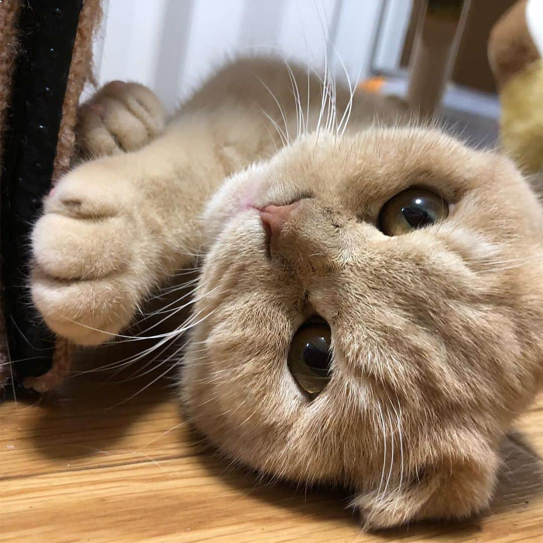 相馬有紀実のインスタグラム：「もへいさんかわいい顔してもダメよ。 寝るか遊ぶかどっちかにしなさいぃ。  #今日のもへい #すこてぃっしゅふぉーるど  #猫のいる暮らし #猫  #かわいい から #ニヤニヤ  しちゃう。」