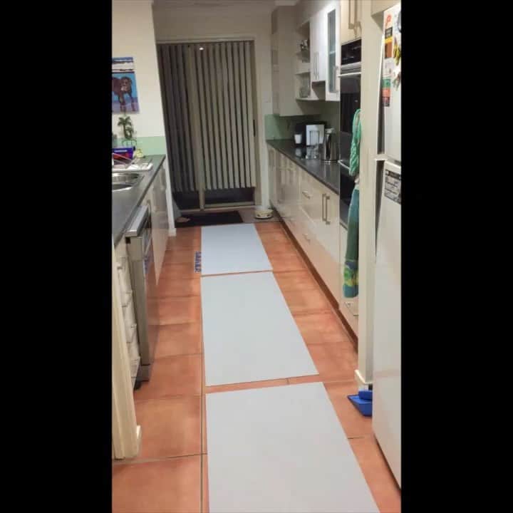 シャーニ・ヴィンソンのインスタグラム：「Let the fashion parade begin!🚶‍♀️🐕#runway #catwalk #dogwalk #modelling #walkoff #fashionshow #petparade #dogs #dogfashion #familyfun #U2 😂」