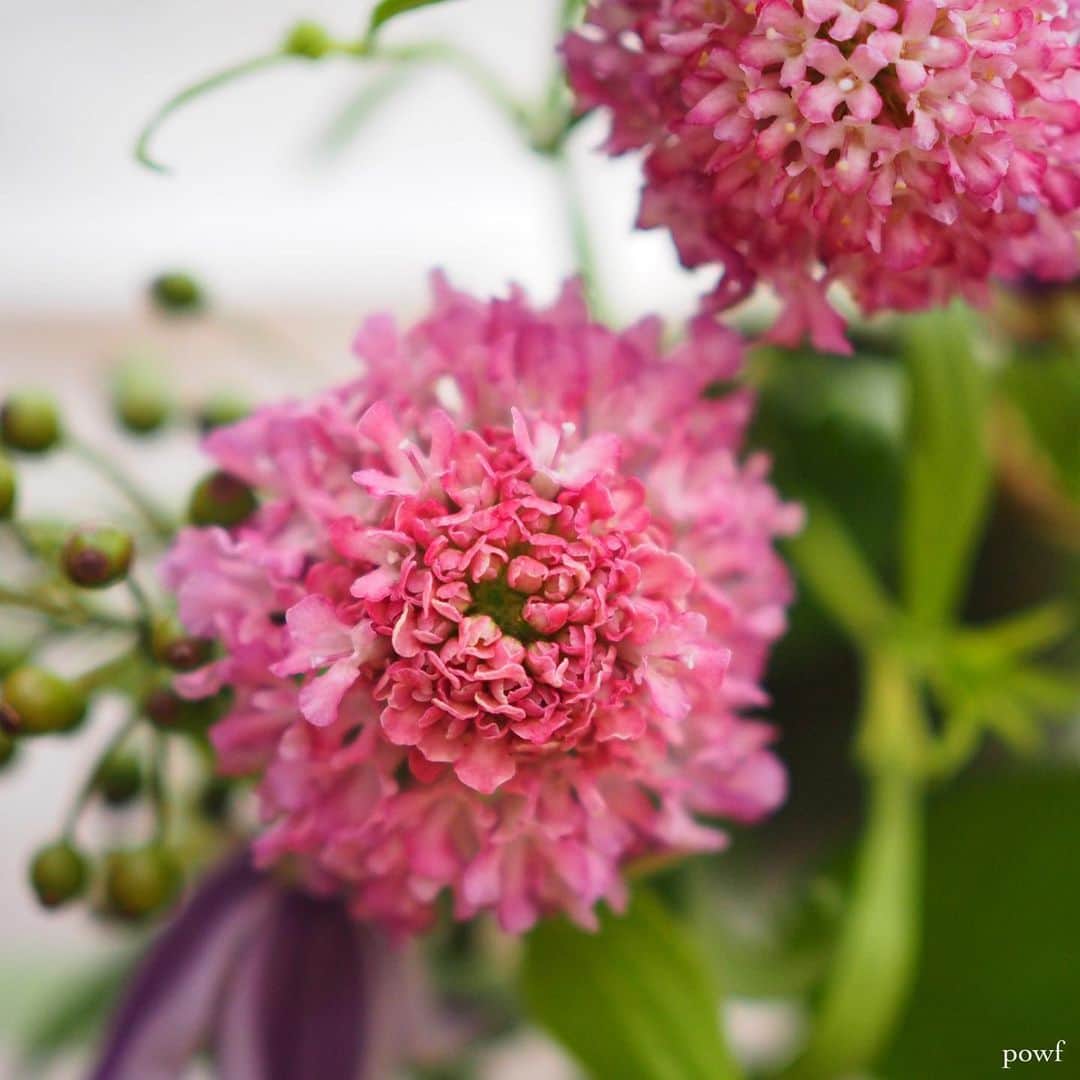 anemone_69のインスタグラム：「. #スカビオサ」