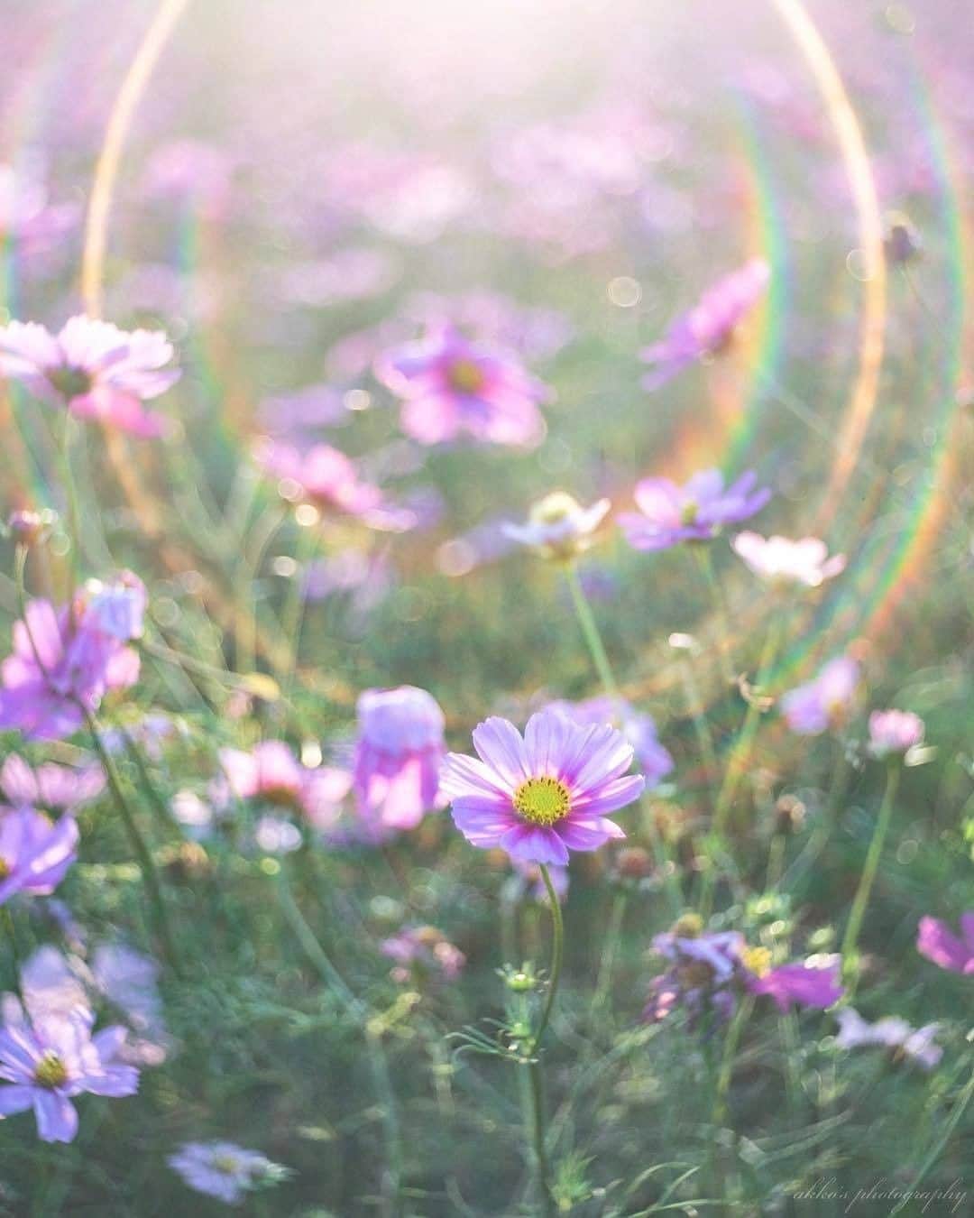 花の写真館のインスタグラム：「Photo by @akko_hikari.⠀ https://instagram.com/akko_hikari/⠀ .⠀ Original Post[投稿頂いたURL]⠀ https://www.instagram.com/p/BpntLn3FbUv/⠀ .⠀ 本アカウントは、 #私の花の写真 をつけてInstagramに投稿された皆さまの花の写真や、「花の写真館」Facebookページで投稿された花の写真を紹介します。⠀ 「花の写真館」Facebookページは、「 @floral.photograph 」のプロフィールにあるURLからご覧ください。⠀ .⠀ #花の写真館 #floralphotograph #floralphoto #flower #flowers #富士フイルム #FUJIFILM⠀ Follow: @floral.photograph」