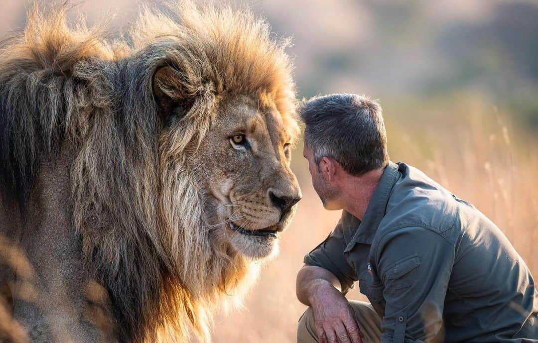 Kevin Richardson LionWhisperer さんのインスタグラム写真 - (Kevin Richardson LionWhisperer Instagram)「Vayetse and me deep in conversation. The deeper language we speak is sans words. Personally I believe we all have an innate ability to communicate with animals. It’s just that with modern living and the digital noise we are immersed in daily, we’ve blocked it out. That’s why it’s incredibly important to disconnect from technology, go outside and talk to nature. We need to fall back in love with nature to protect it because after all is said and done, we will only protect what we love. Remember that all relationships human and animal take time, patience, perseverance and commitment. Please bear this in mind when wanting to touch animals (not just wild ones) on a whim. Animals don’t work that way. #disconnecttoreconnect #digitaldetox #reconnectwithnature #instantgratification  Thanks again to the wonderful @jackiewildphoto for capturing this moment which is not always easy to see in a picture.」9月6日 19時51分 - lionwhisperersa