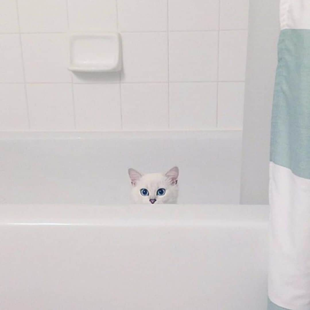 コビーさんのインスタグラム写真 - (コビーInstagram)「Don’t come in, I’m naked! #fbf #flashbackfriday」9月6日 19時55分 - cobythecat