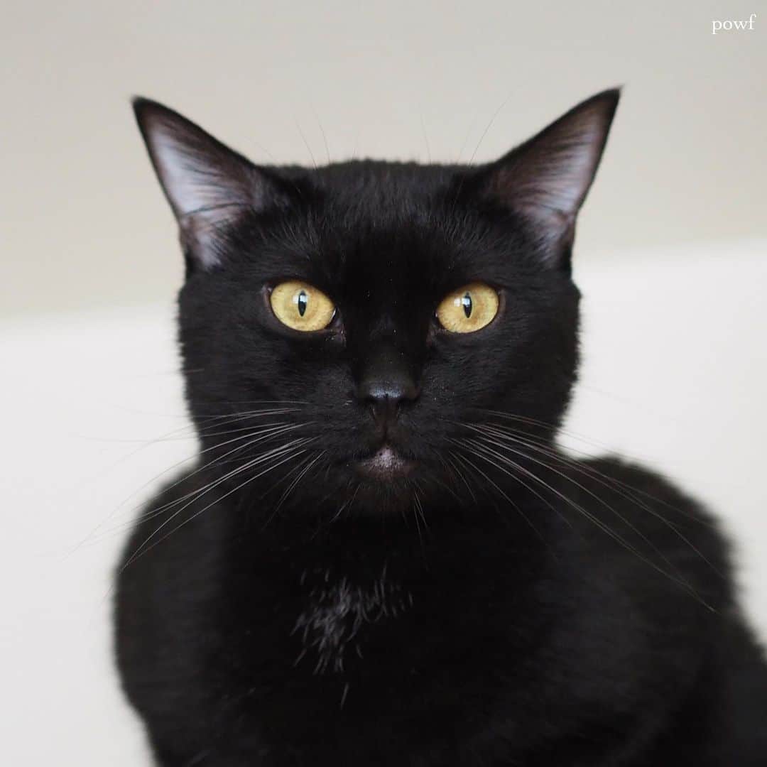 anemone_69のインスタグラム：「. #黒猫の日 ですねー . #ハカセとキョウジュ #blackcat #黒猫 #cat #猫 #保護猫 . . .」