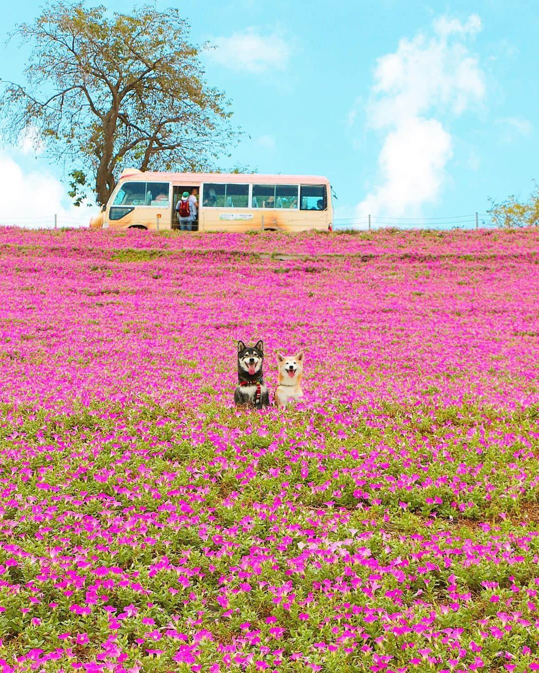 柴犬 けんしろう ゆりあさんのインスタグラム写真 - (柴犬 けんしろう ゆりあInstagram)「🐶🌺🐶 . 「幸せ」行きの バス停はこちらですよ〜♡ . 約1ヶ月半ぶりに けんゆりと遠足してきました☺️ . #あなただけのマザー牧場  #flower . . Location: #マザー牧場」9月6日 20時13分 - nerishiro