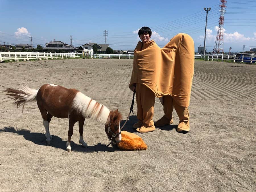 すしらーめん《りく》さんのインスタグラム写真 - (すしらーめん《りく》Instagram)「どう見てもラクダな馬の着ぐるみに ドン引きするポニー君。  #youtuber #horse」9月6日 20時27分 - sushi_riku