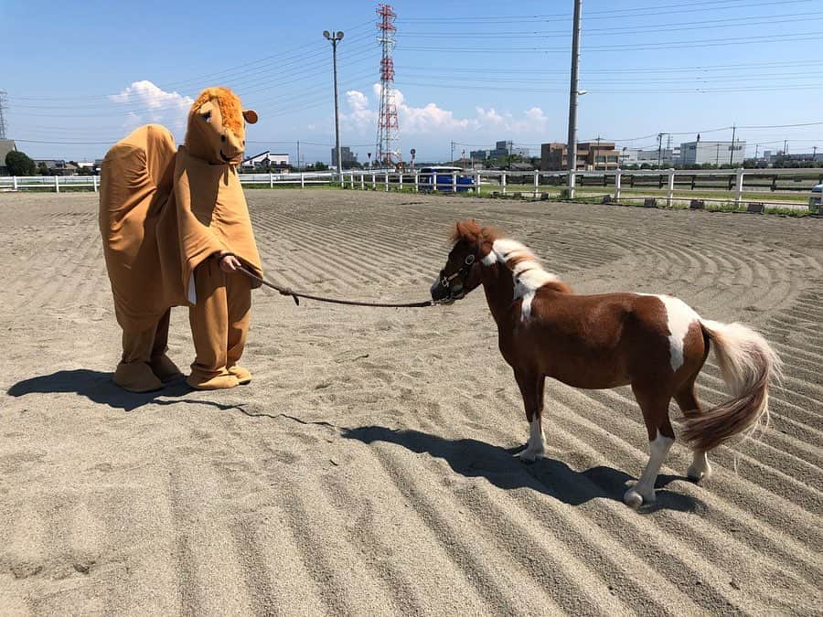 すしらーめん《りく》のインスタグラム：「どう見てもラクダな馬の着ぐるみに ドン引きするポニー君。  #youtuber #horse」